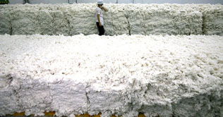 Cotton price soars to Rs7,200 per maund
